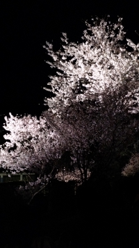 Kanazawa_09_night